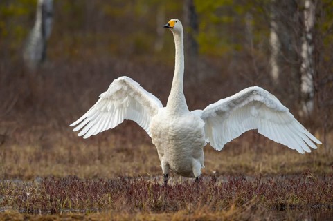 Whooper swan (Cygnus cygnus) at a lake in Sweden, Fågelsjö, Gävleborgs län, Sweden