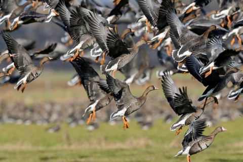 Taiga Bean Goose & Greater White-fronted Goose (Anser fabalis & Anser albifrons) group taking