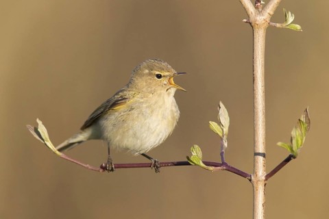 Common Chiffchaff (Phylloscopus collybita) singing, Germany