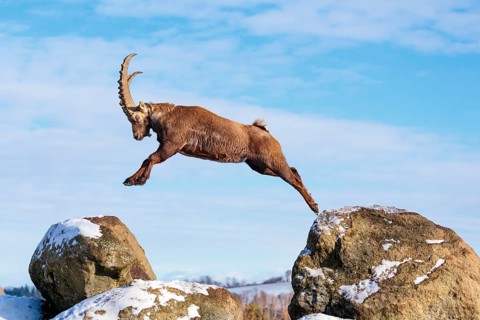 A male ibex (Capra ibex) jumps from rock to rock. Morning light against a blue sky with clouds.