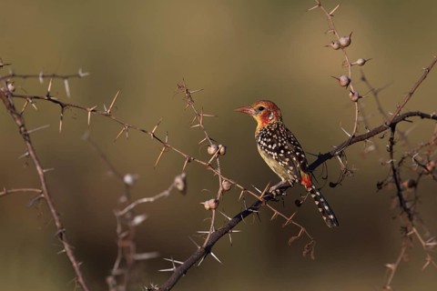 Red-and-yellow Barbet (Trachyphonus erythrocephalus) female perched on a branch, Oromia, Ethiopia