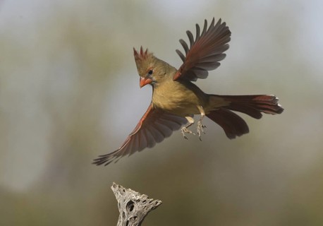 Northern Cardinal (Cardinalis cardinalis) female flying, Arizona, USA