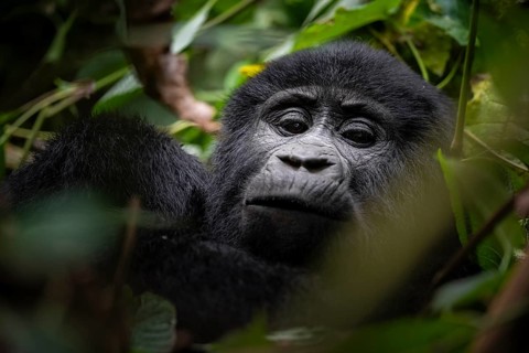 Mountain gorilla (Gorilla berengei berengei), Bwindi Impenetrable National Park, Uganda
