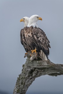 Two bald eagles, Haliaeetus leucocephalus, sitting, adult, winter, Homer, Alaska, USA