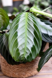 Close up of leaf of exotic 'Maranta Leuconeura Silver Band' houseplant