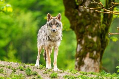 Eurasian wolf (Canis lupus lupus) in a forest, Austria