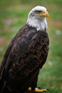 American bald eagle (Haliaeetus leucocephalus) in captivity