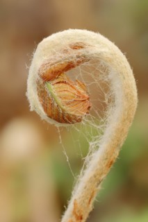 Cinnamon fern (Osmundastrum cinnamomeum, Osmunda cinnamomea), leaf emergence in spring, ornamental
