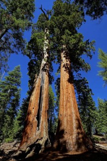 USA, California, Sequoia National Park, plant, tree, trees, giant sequoia, sequoia, cypress family