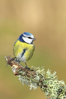 Blue tit (Parus caeruleus), sitting on a branch overgrown with reindeer lichen (Cladonia