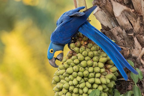 Hyacinth Macaw (Anodorhynchus hyacinthinus) perched on a branch in the Pantanal of Brazil