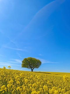 Single deciduous tree in a flowering rape field in spring, eastern hill country, landscape