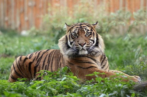 Portrait of a sumatran tiger (Panthera tigris sondaica) in captivity