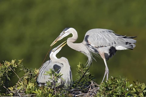 Great Blue Heron (Ardea herodias) mating, Florida, USA