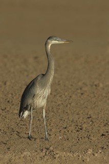 Great Blue Heron (Ardea herodias), Arizona, USA