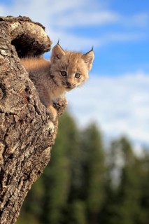 Canada lynx (Lynx canadensis), young, den, tree, eight weeks old, Montana, USA, North America