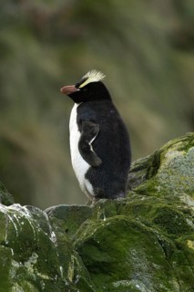 Erect-crested Penguin (Eudyptes sclateri), Antipodes Island, New Zealand