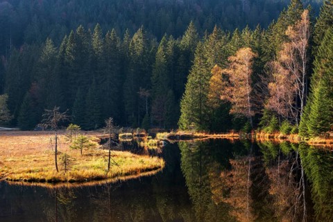 Kleiner Arbersee lake in autumn, Bavarian Forest, Lower Bavaria, Bavaria, Germany