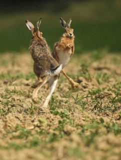 European hare (Lepus europaeus) Mating season, so-called gathering time, males quarrelling with