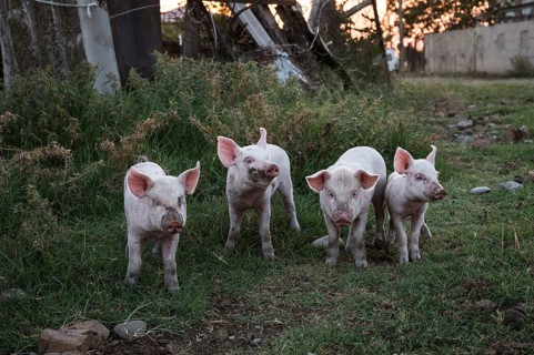 Four little piglets on the lawn in a rural setting, Georgia