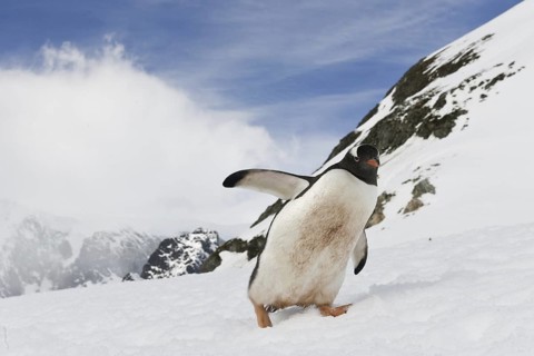 Gentoo Penguin (Pygoscelis papua), Antarctica