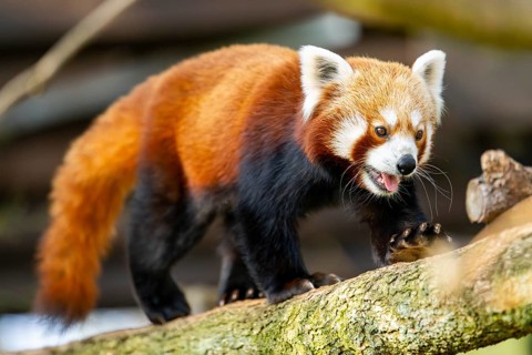 Red panda (Ailurus fulgens) walking on a tree, Germany