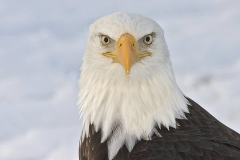 Bald Eagle (Haliaeetus leucocephalus), Alaska, USA