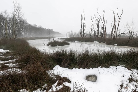 Moorland in fog, Emsland, Lower Saxony, Germany