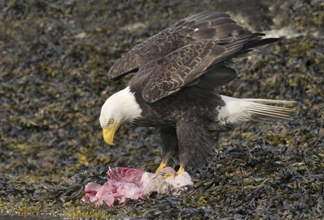 Bald Eagle (Haliaeetus leucocephalus), British Columbia, Canada