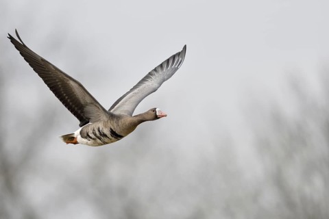 Greater White-fronted Goose (Anser albifrons) flying, North Rhine-Westphalia, Germany