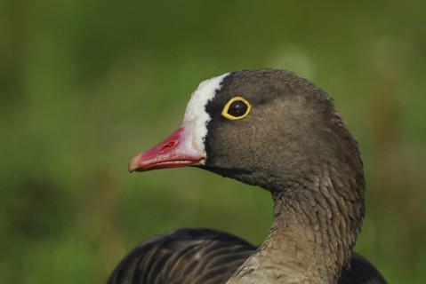 Lesser White-fronted Goose (Anser erythropus), Schleswig-Holstein, Germany