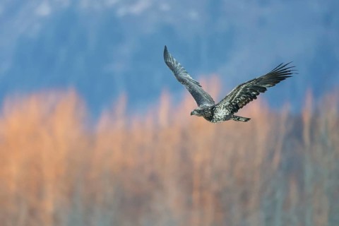 Bald Eagle (Haliaeetus leucocephalus) flying, Alaska, USA