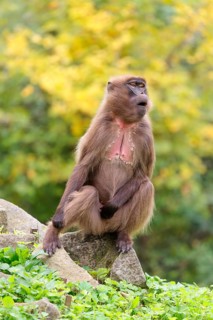 A female Gelada (Theropithecus gelada), or bleeding-heart monkey sits in beautiful light on a rock