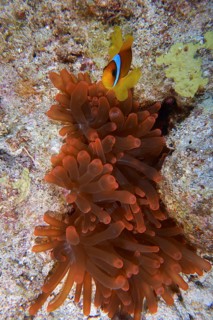 Red sea anemonefish (Amphiprion bicinctus) hiding in a fluorescent bubble anemone (Entacmaea