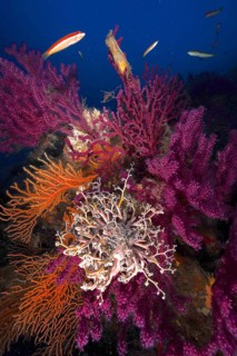 A blaze of colour in the Mediterranean: Violescent sea-whip (Paramuricea clavata) with open polyps,