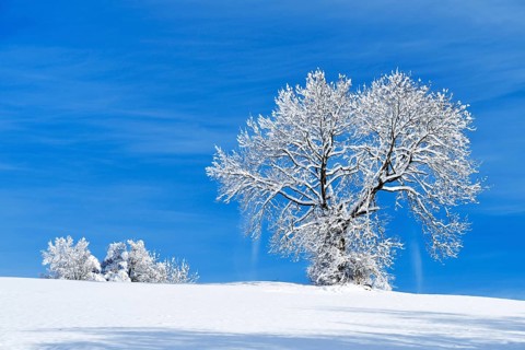Landscape with snow-covered trees, Zugerberg, Canton of Zug, Switzerland