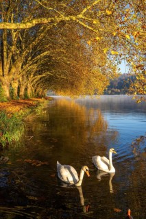 Autumnal colours at the Platanen Allee, Hardenberg Ufer, lakeside path at Lake Baldeney, near Haus