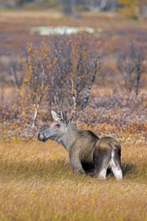 Moose, elk (Alces alces), adult female, cow on the taiga in autumn, fall, Sweden, Scandinavia
