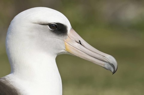 Laysan Albatross (Phoebastria immutabilis), Hawaii, USA