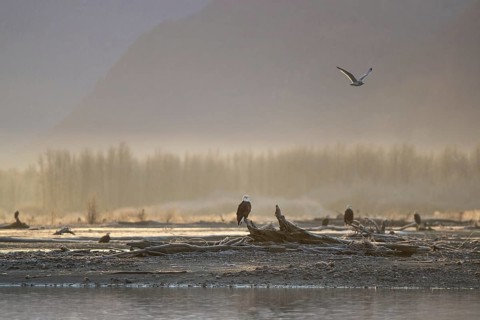 Bald Eagle (Haliaeetus leucocephalus) group perched on old tree trunks, Alaska, USA
