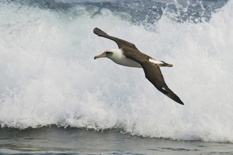Laysan Albatross (Phoebastria immutabilis), Hawaii, USA