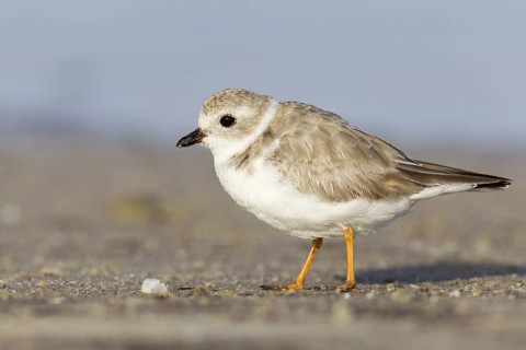 Piping Plover (Charadrius melodus), Florida, USA