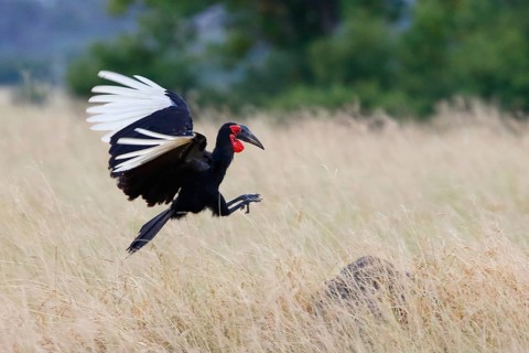 Southern Ground Hornbill (Bucorvus leadbeateri) landing, Chobe, Botswana