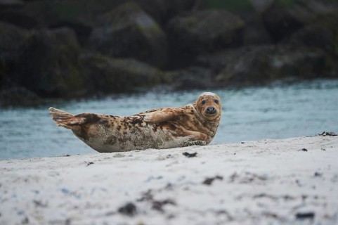 Grey seal (Halichoerus grypus) lying on the beach, Düne, Helgoland, Schleswig-Holstein, Germany