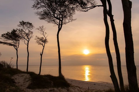 Beeches on the west beach of Fischland-Darss-Zingst at sunset, Baltic Sea, Ahrenshoop,