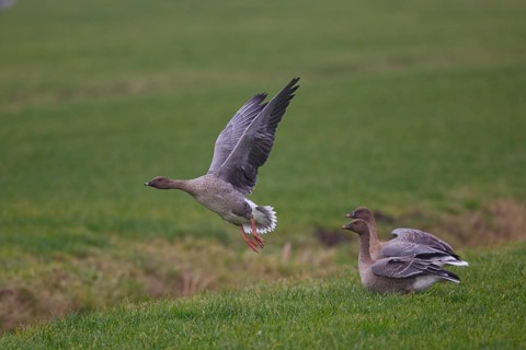 Pink-footed Goose (Anser brachyrhynchus) juvenile flying, Netherlands