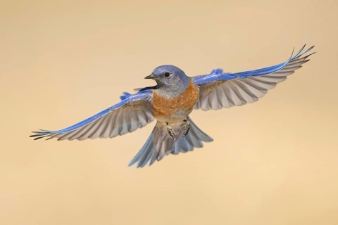 Western Bluebird (Sialia mexicana) flying, California, USA