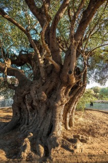 Ancient 1000-year-old olive tree, Santa Maria Navarrese, Gulf of Orosei National Park, Baunei,