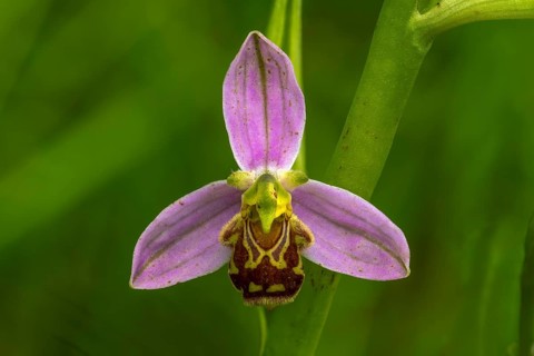 Late spider-orchid (Ophrys holoserica), orchid, flower, Rhineland-Palatinate, Germany