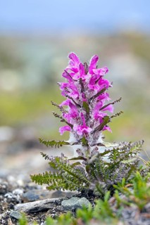 Woolly lousewort, Arctic hairy lousewort (Pedicularis dasyantha, Pedicularis lanata) hemiparasite